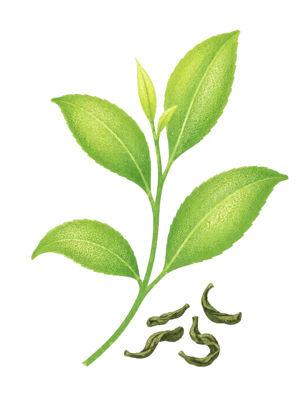 Caféine de feuilles de thé bio