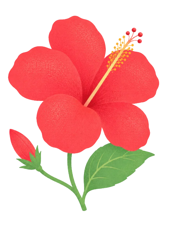 Fleur d'Hibiscus bio