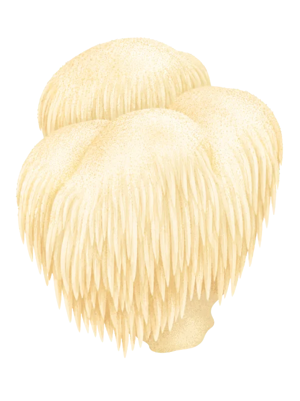 Lion's Mane bio