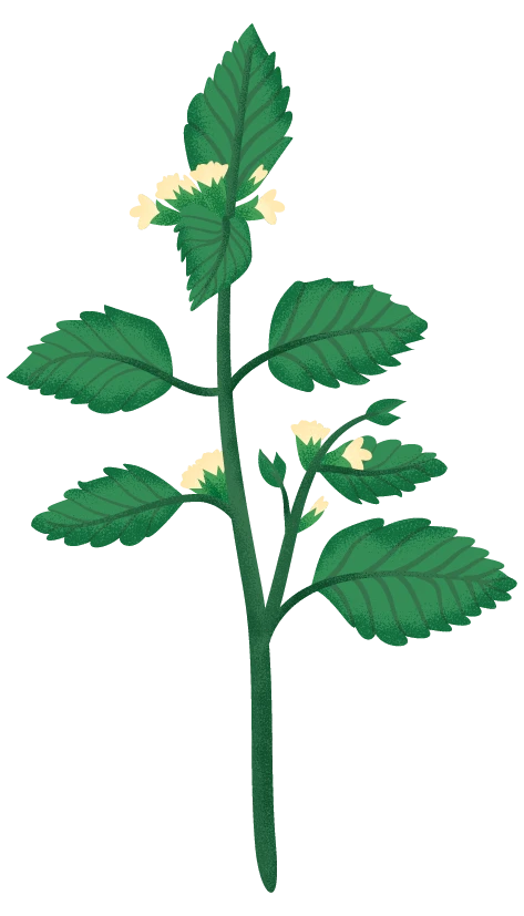 Mélisse bio